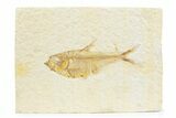 Detailed Fossil Fish (Diplomystus) - Wyoming #373756-1